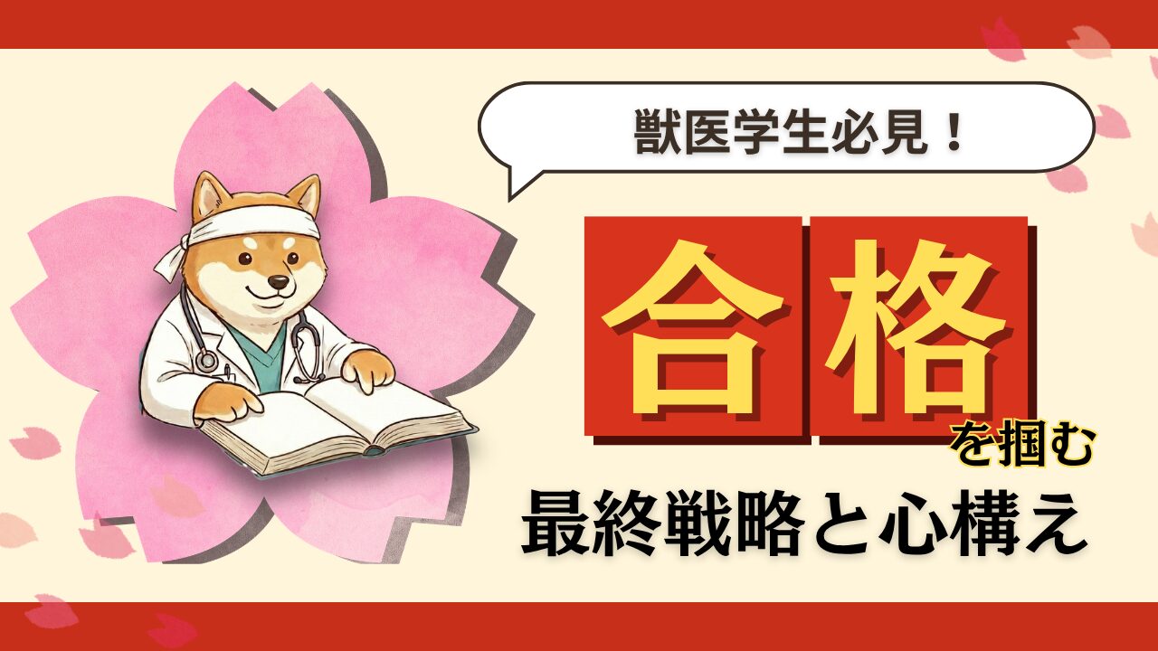 獣医学生必見】獣医師国家試験2週間前からでも間に合う！合格を掴む